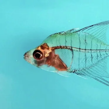 Glassfish by Glassfish - album cover