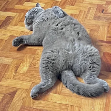Let Me Sleep Human