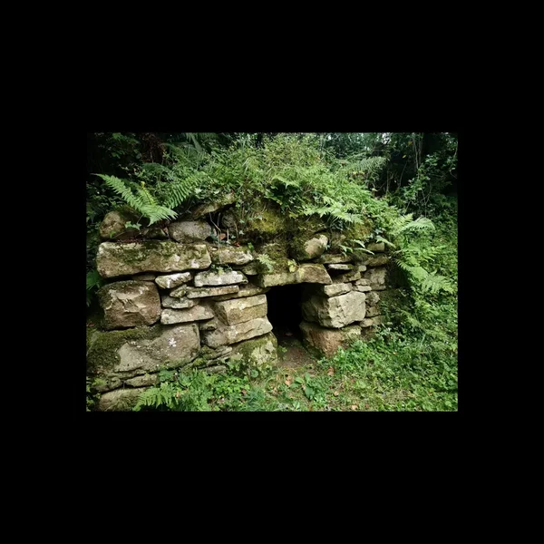 The Roots of the Mountain Ash Embrace the Stone II