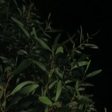 Of Crickets and Red Eye Flights