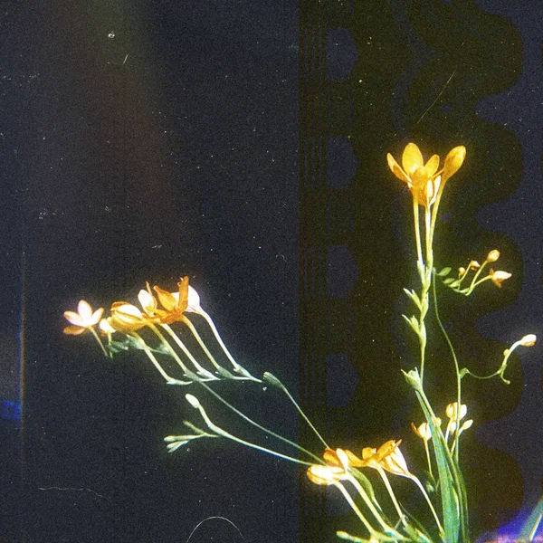 Qualia Vol.4