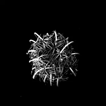 Animas by Ilienses - album cover