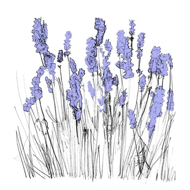 Music To Watch Seeds Grow By 006: Lapalace (Lavender) by Lapalace - album cover