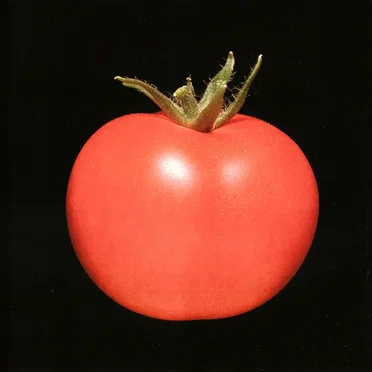 Chronophage by Chronophage - album cover