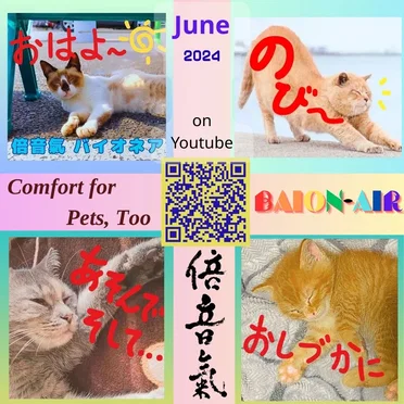 Comfort for Pets, Too