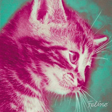 Feline by Heathermint - album cover