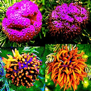 APPLE CEDAR RUST by Broken Machine Films presents... - album cover