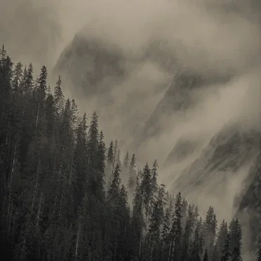 Clouds Emerging From Woodlands