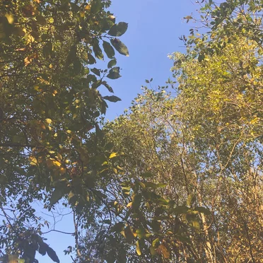just a moment in the autumn leaves