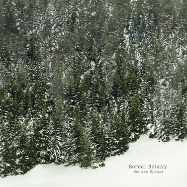 Norway Spruce