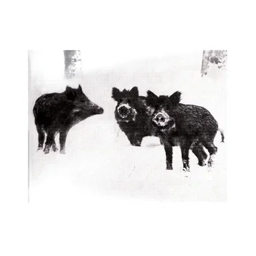 Naked Pigs by Burial - album cover