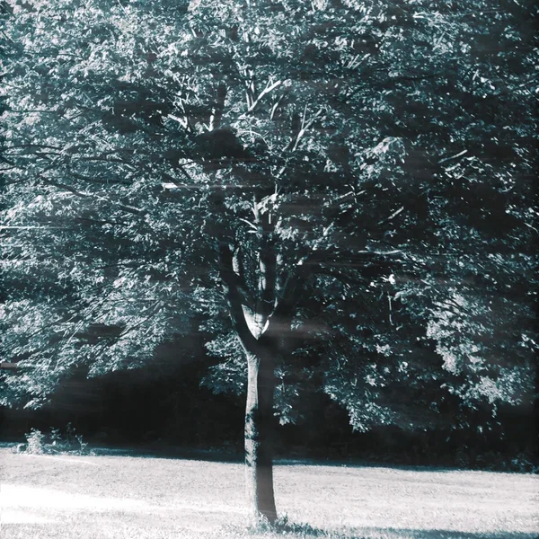 Arbre Gris