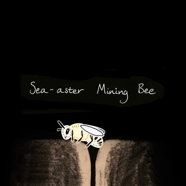 Sea‐Aster Mining Bee