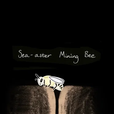 Sea‐Aster Mining Bee