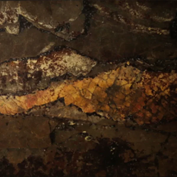 Poemas instantáneos