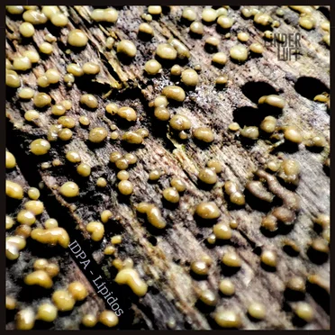 Lípidos EP by IDPA - album cover