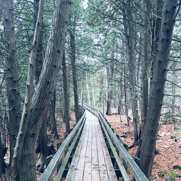 Hollow in the Pines / Ouija Board