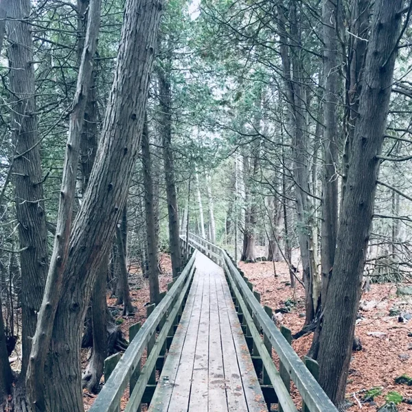 Hollow in the Pines / Ouija Board
