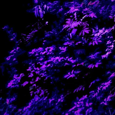 Dysorder Mix Series 017: Code Lavender by Violet Flux - album cover