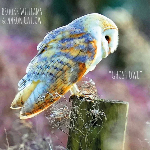 Ghost Owl