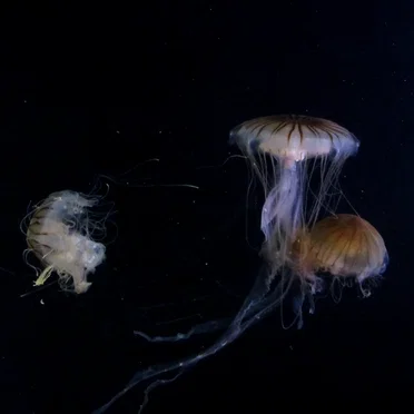 Medusozoa