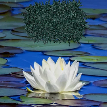Nupharia