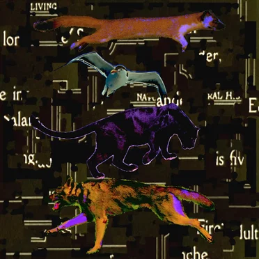 Wild To Be Born by This is Lorelei - album cover