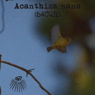 Acanthiza nana
