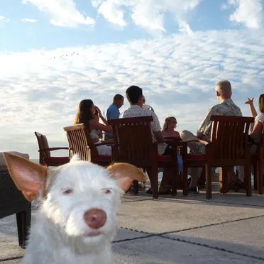 Dog Song by Holidays in United States - album cover