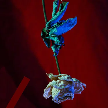 ROSE by KOSMO KAT - album cover