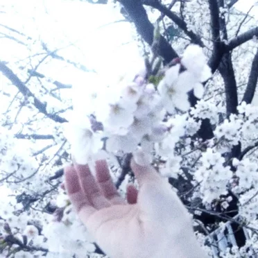 春霞
