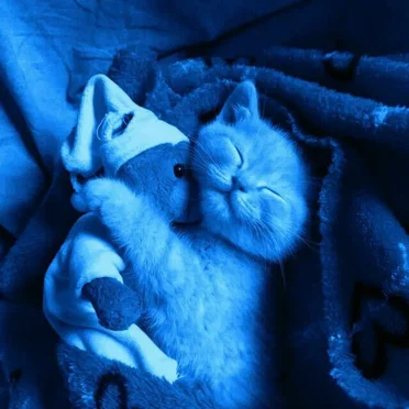 cat heaven