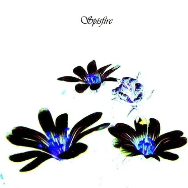 Black Flower by Spisfire - album cover