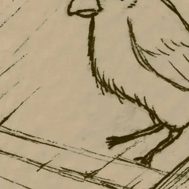 little birds dance at the edge of sidewalks