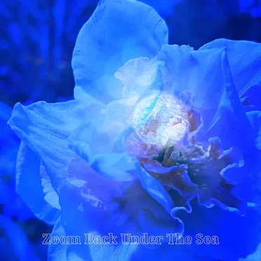 Zoom Back Under The Sea