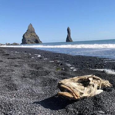 Svartidauði