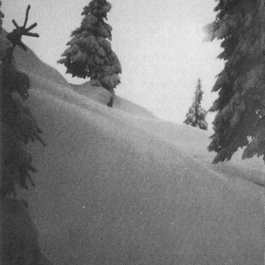 Thy Temperate Veil/A Vanity Lost by Thy Sinister Bloom - album cover