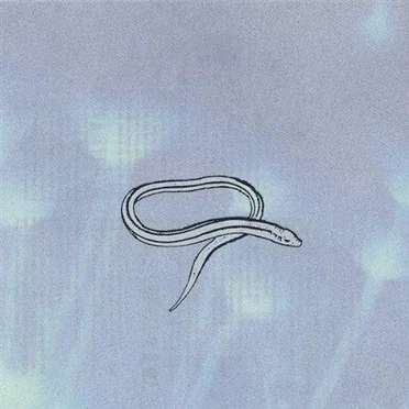 Bring On the Snakes
