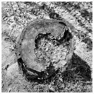stump