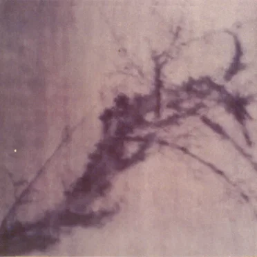 Drowned Yellow Swans