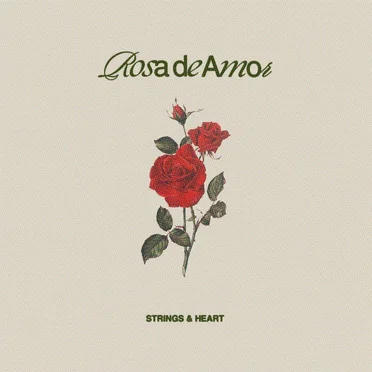 rosa de amor