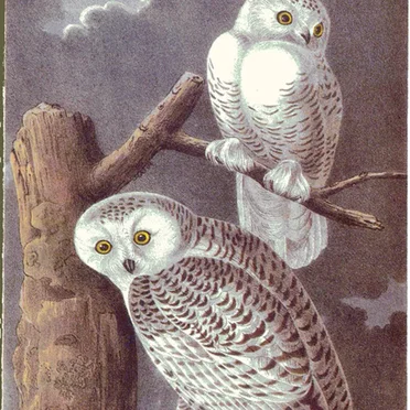 Snow Owls for a Better China