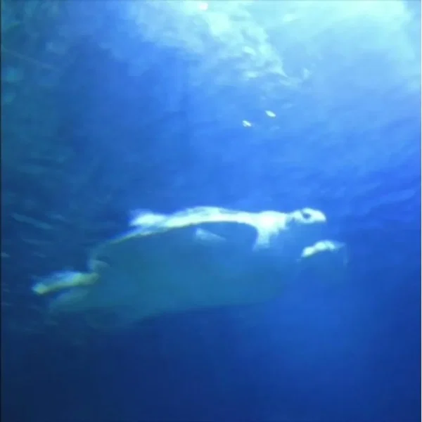 Blue Turtle