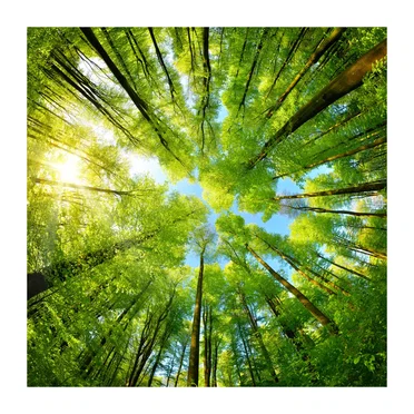 Nature Sounds (Calm Forest for Sleeping (Optimised mix for Phone))