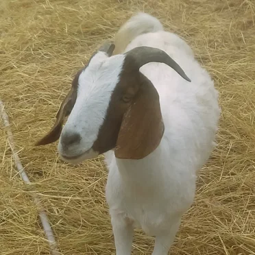 Cellphone Recording of a Goat Eating by a Freeway, but Its So Lo-Fi It Just Sounds Like White Noise