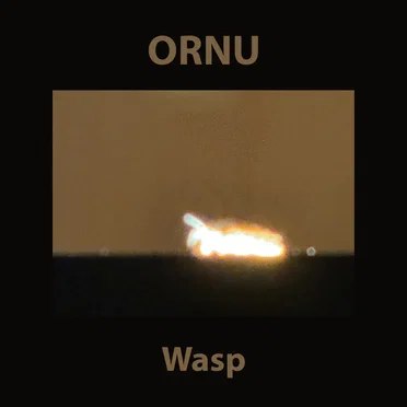 Wasp