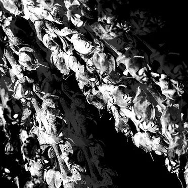 Garden of Skeletons