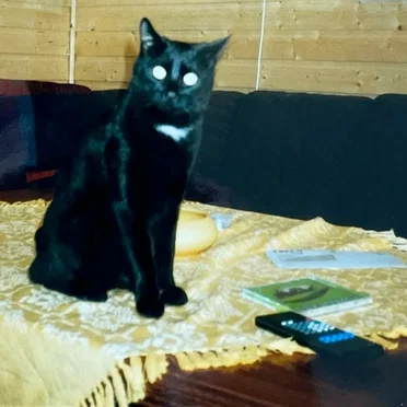 Svart katt