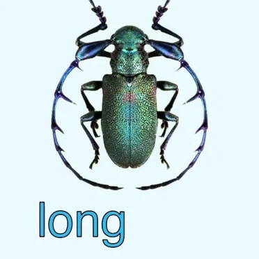 Longhorn Beetle
