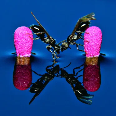 Mouthparts and Wings